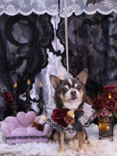 20231007メルくん